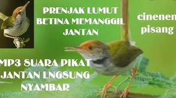 Suara Prenjak Lumut Betina Memanggil Jantan || Jantan Langsung Nyambar