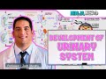 Embryology | Development of the Urinary System