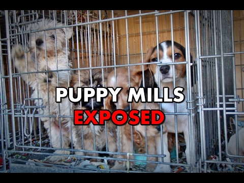 Video: Puppy Mills Dilekçesi Büyük Tepki Verdi
