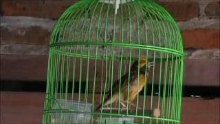 Download Baru!! Ocehan Burung Manyar Isian Kenari Gacor Video MP3 Baru!! Ocehan Burung Manyar Isian Kenari Gacor