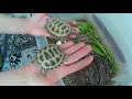 Черепахи среднеазиатские! Первый год жизни!