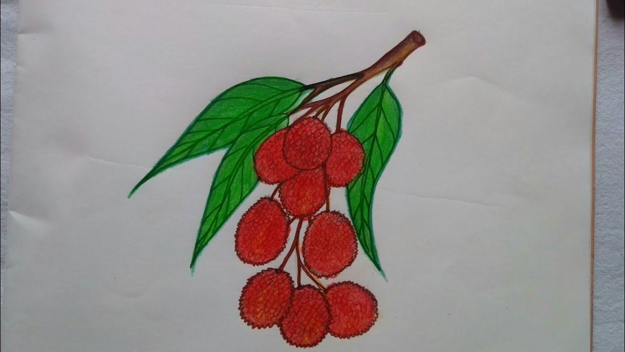 Lychee Drawing Coloring Pages - Lychee Coloring Pages - Coloring Pages For  Kids And Adults