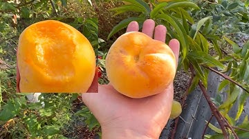 Kinka Percoche Hybrid Peach Apricot Flavor Bomb! Taste Test 