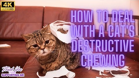How to Deal with a Cat