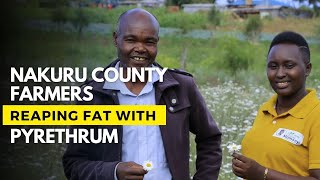 PYRETHRUM:NAKURU COUNTY FARMERS REAPING FAT