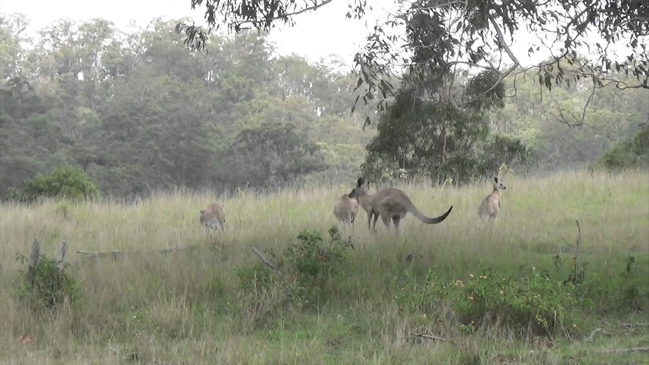 525 Biddaddaba Creek Road, Biddaddaba :: Place Estate Agents | Brisbane Real Estate For Sale