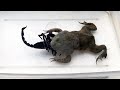 Budget Frog Eatting Scorpion Venom | Fedding time Frog