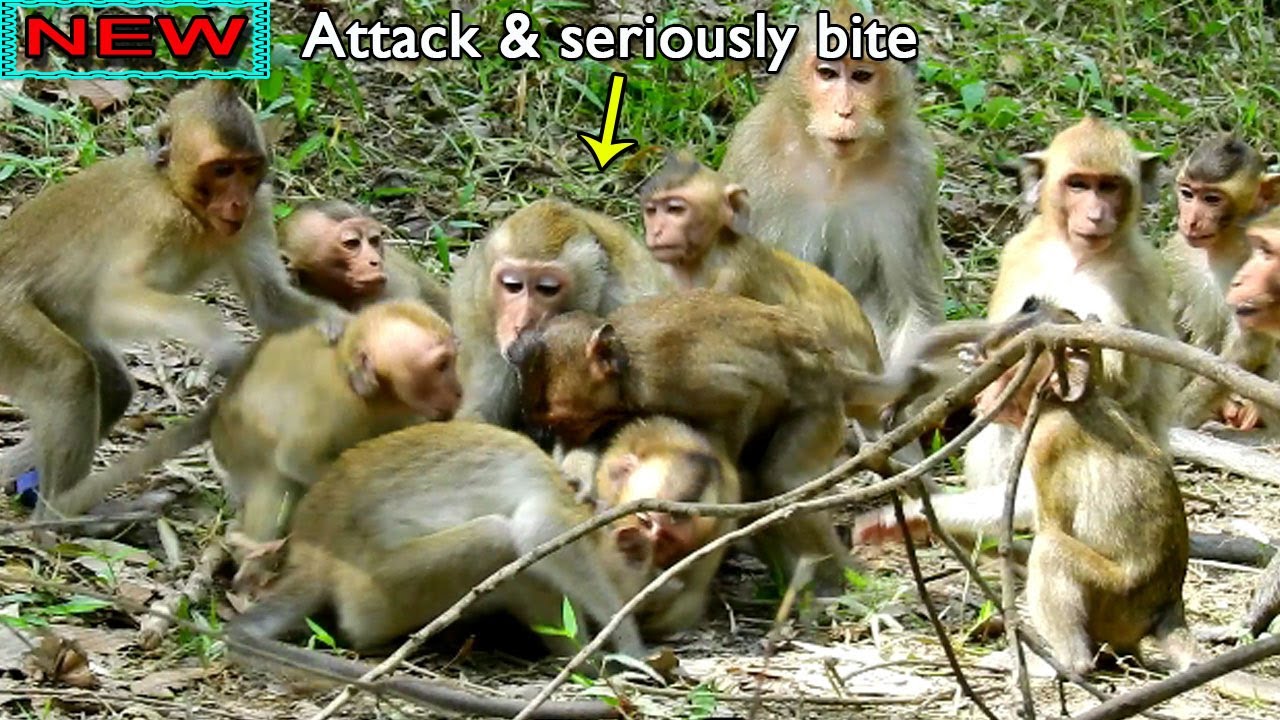 Terrify! Seriously bite...All baby attack & biting Viola, Pieper help Vikki attack Viola and protect