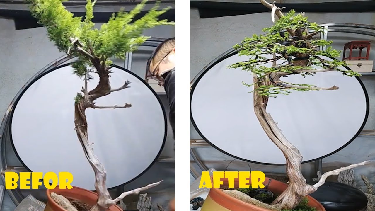 How to bend and prune great bonsai - A guide for beginners to bonsai #3