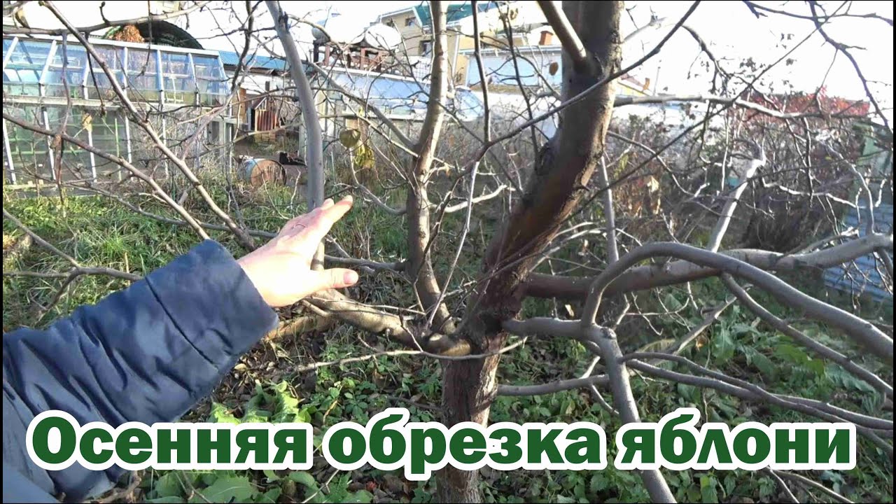 Схема полива и подкормки яблони через приствольный круг