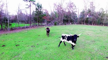counting cattle with a drone
