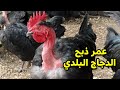 ما هو عمر ذبح الدجاج البلدي العلامات اللي تبين ان الفرخة دي ممكن تتدبح ولا لأ وازاي تزود لحمها