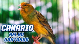 CANTO DO CANÁRIO DA TERRA PRA ESQUENTAR E TREINAR SEU CANÁRIO #03