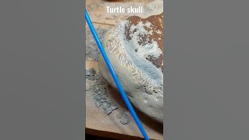 Fossil turtle skull prep progress 🐢 #fossil #rare #geology