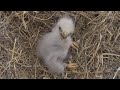 SWFL Eagles ~ Cuteness Overload! E23 at 8 Days Old! Tiny Wingers, Preening &amp; Clown Feet 😊 1.8.24