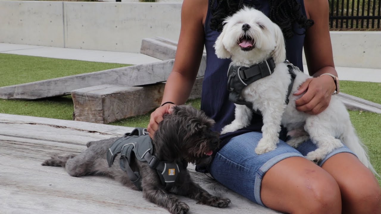Bark About A Big Deal For Small Dogs Small Dogs Dogs Dog Park Bark About A Big Deal For Small Dogs Small Dogs Dogs Dog Park