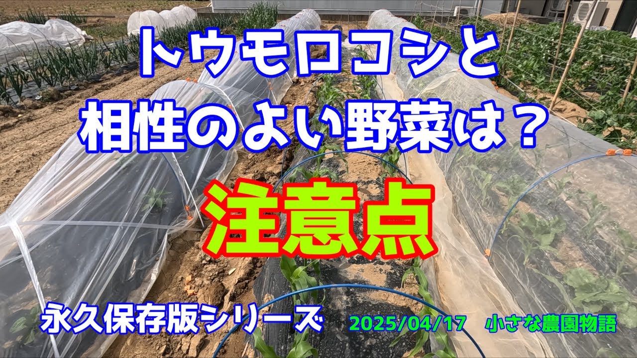 【コンパニオンプランツ】トウモロコシと相性のいい野菜は？　注意点あり　永久保存版シリーズ　 2025/04/17