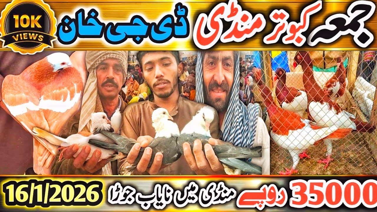 Kabootar Mandi | DGKhan Latest Update 29Vlog | DGKhan Kabutar Mandi | NASIR Bahi Danish Bird SpeciaL