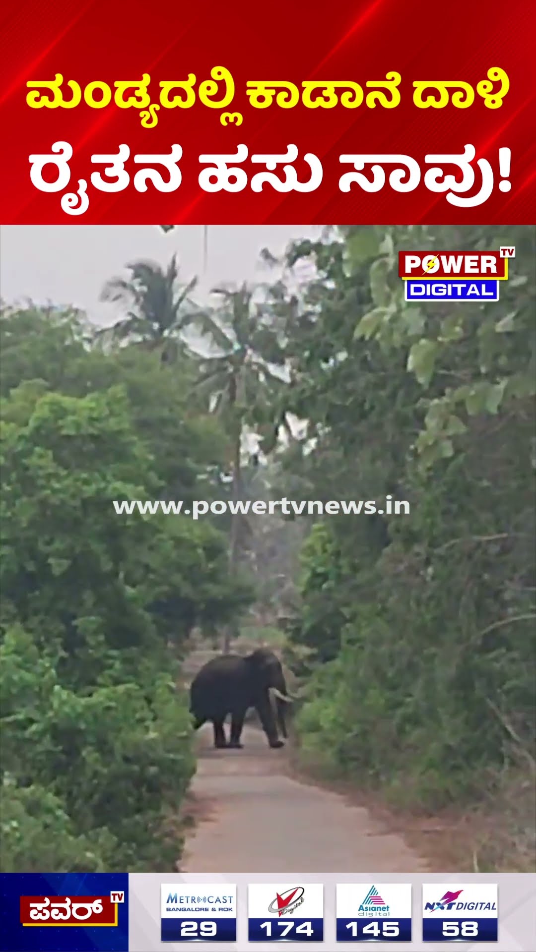 Elephant Attack in Mandya | ಮಂಡ್ಯದಲ್ಲಿ ಕಾಡಾನೆ ದಾಳಿ: ರೈತನ ಹಸು ಸಾ*!