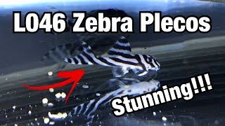 My New L046 Zebra Plecos