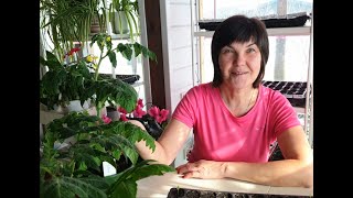 видео: #2 Как выбрать томаты на ранний урожай? Наш способ посадки семян без замачивания и пикировки. картинка: #2 Как выбрать томаты на ранний урожай? Наш способ посадки семян без замачивания и пикировки.