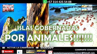 Islas Invadidas Por Animales Sitios Mundiales Efemérides Y Más Hd 57 314 425 54 08 Colombia