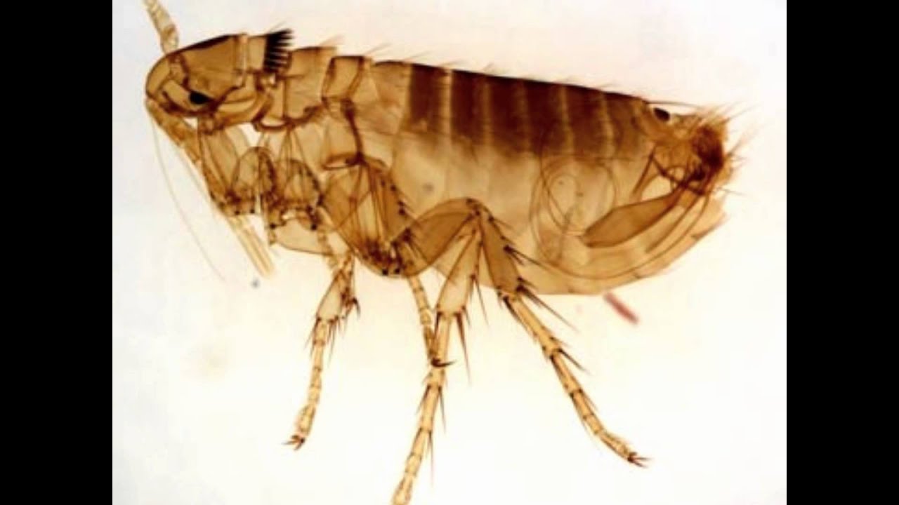 Pest Control West Palm Beach & Jupiter Florida YouTube