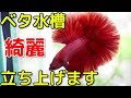 【アクアリウム】ベタ水槽立ち上げとショーベタ導入 betta Tank Set Up【Aquarium】