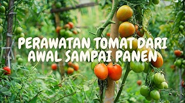 Perawatan Tomat Mulai dari Awal Sampai Panen : Tip dan Trik yang Perlu Petani Ketahui