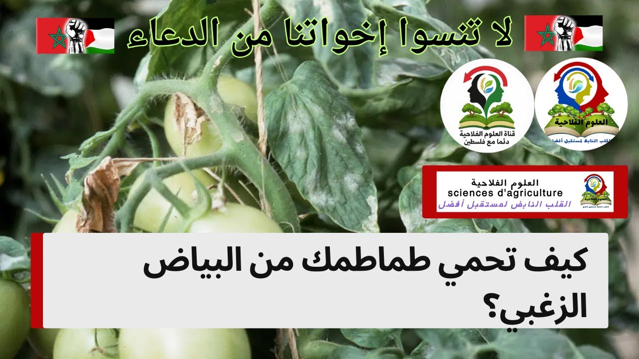 كيف تحمي طماطمك من البياض الزغبي؟