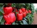 Fertilizante BUFALO en Cultivo de Pimiento California