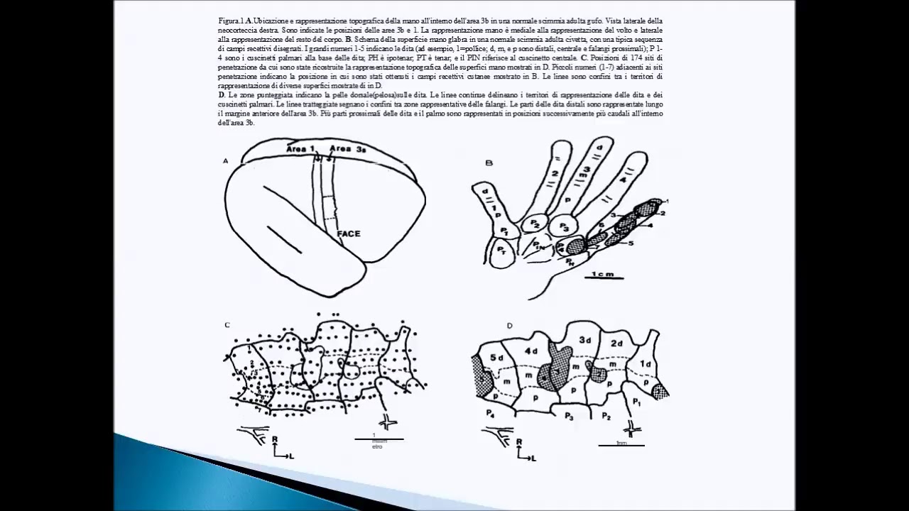 Plasticità delle mappe corticali in seguito a lesione cerebrale