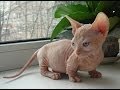 Animal Planet  :  Cats 101 ~ Bambino の動画、YouTube動画。