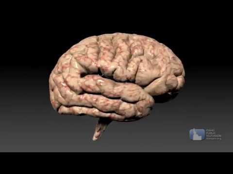 Science Trek: The Brain video short 