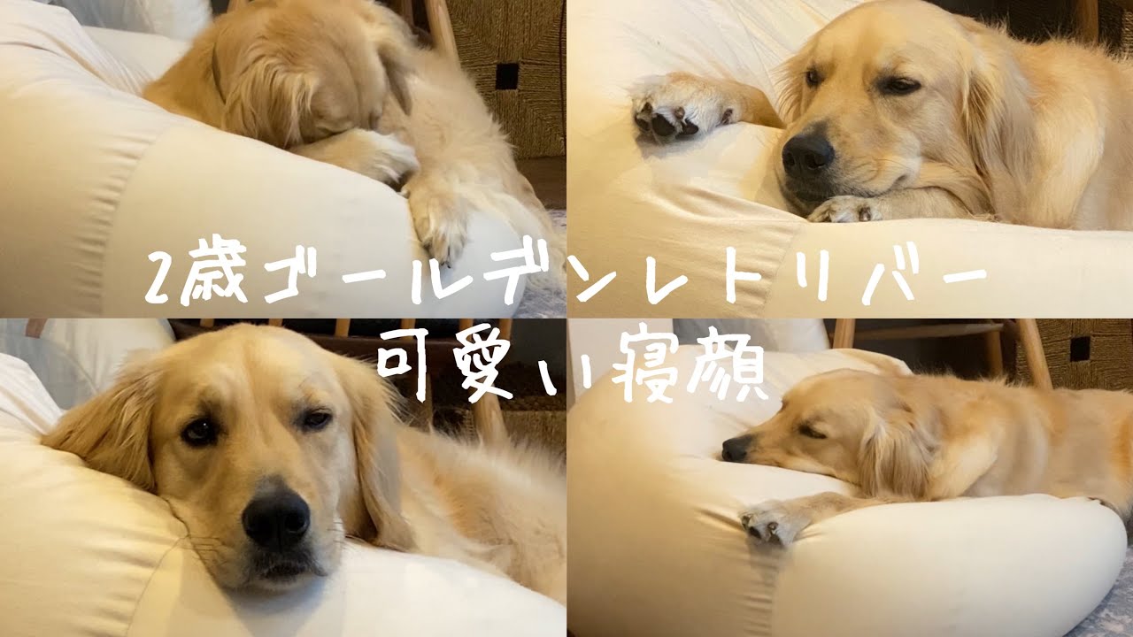 日常】2歳ゴールデンレトリバー寝顔が癒しすぎる - YouTube