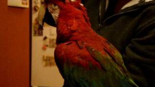 Preening my Green Winged Macaw and picking pin feathers