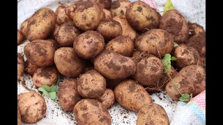Tips for Growing Potatoes On Your Home Garden for Large and A lot of Tubers