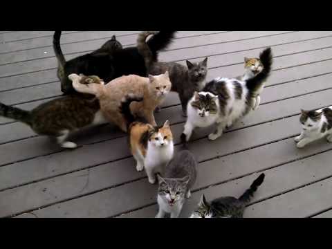 Every Day Every Darn My Cats