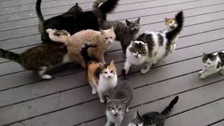 Every Day Every Darn My Cats