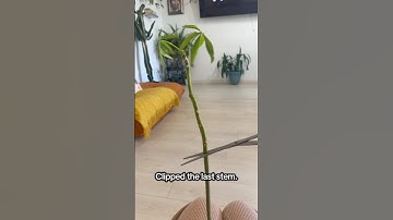 How I water propagate my money tree! #shorts #plants #propagation #plant #diy #homedecor #plantlover
