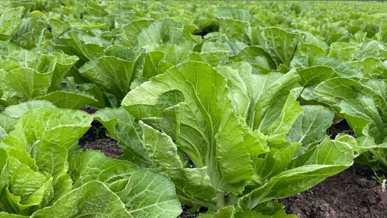 How to grow Bok choy at home 