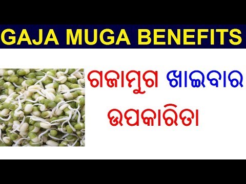        Gajamuga ra upakarita Odia  Gajamuga benefits in Odia  ODIA HEALTH TIPS