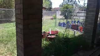 Lowes Dog Kennel