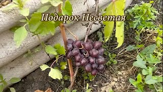 Виноград Подарок Несветая