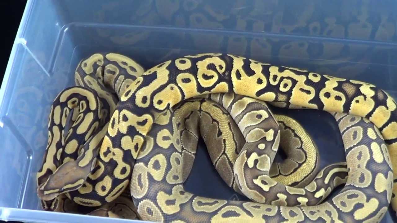 morphemes pdf Freshly Shed 2012 Female Ball Pythons