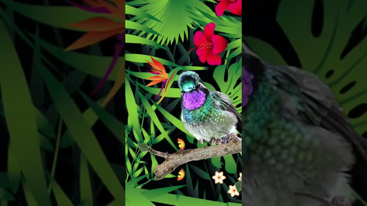 TINY TOM : A little wonder 