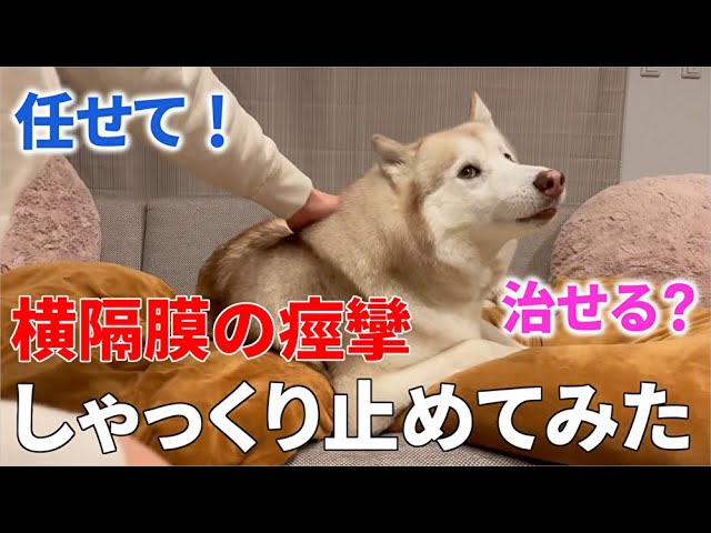 犬のしゃっくり 止めてみた Youtube