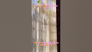 تلاوه خاشعه من الذكر الحكيم #اجمل_صوت #foryou #birds #parrot #parrotparrot #اكسبلور #cutebird