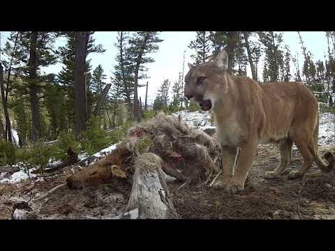 Vidéo: 10 raisons de visiter le parc national de Yellowstone en hiver