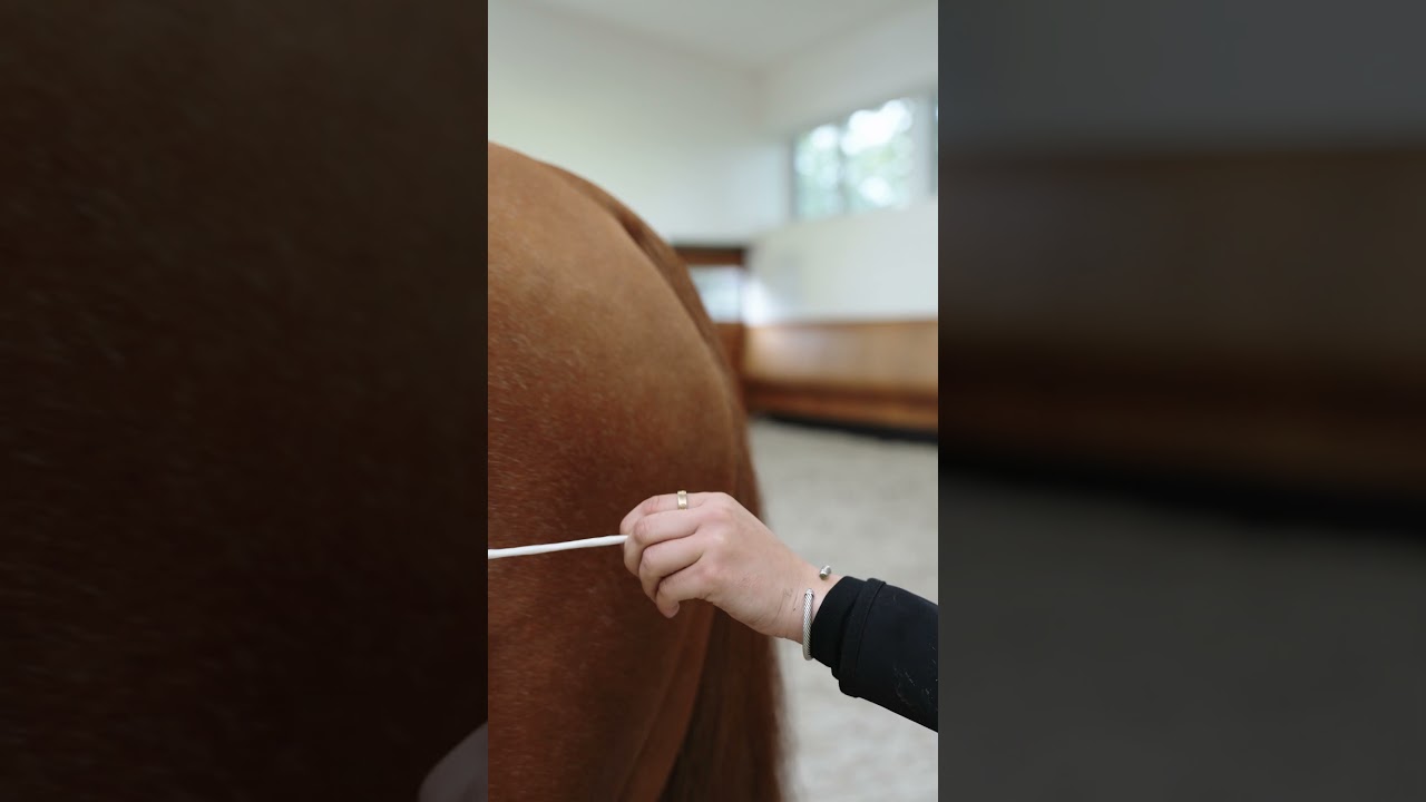 FIND YOUR HORSE’S PERFECT SIZE 📏